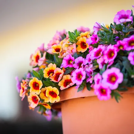 La Terra Dei Sogni Country