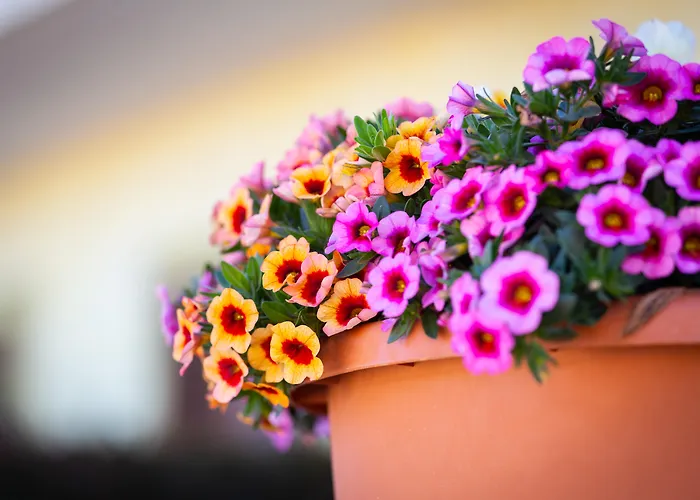 La Terra Dei Sogni Country