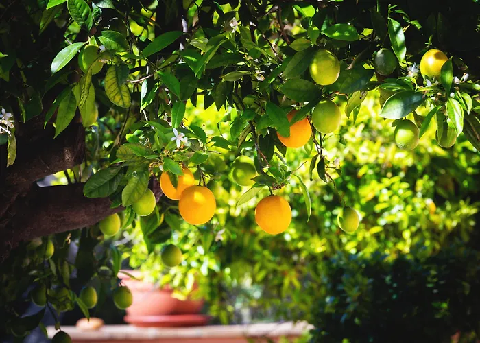 La Terra Dei Sogni Country